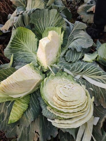 купить семена сахарной свеклы оптом: Капуста Белокачанная, Оптом — 1