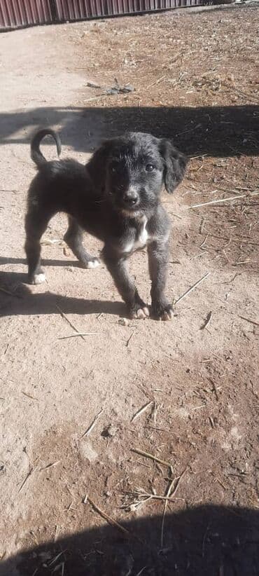 жожо сатылат: Тайган, 2 айлык, Ургаачы — 2