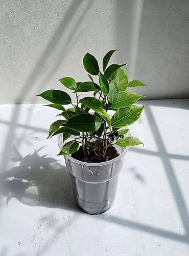 фикус цветок: ФИКУС Продаю ФИКУСЫ В каждом стаканчике по 5 веточек: хорошо — 1