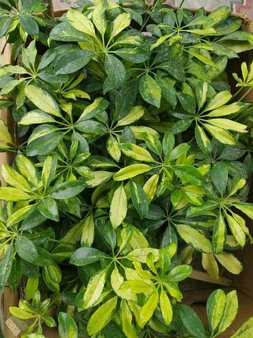 посев газона бишкек: Акция! Бенджамин, шефлера
Живу в районе Баята,Колмо — 1