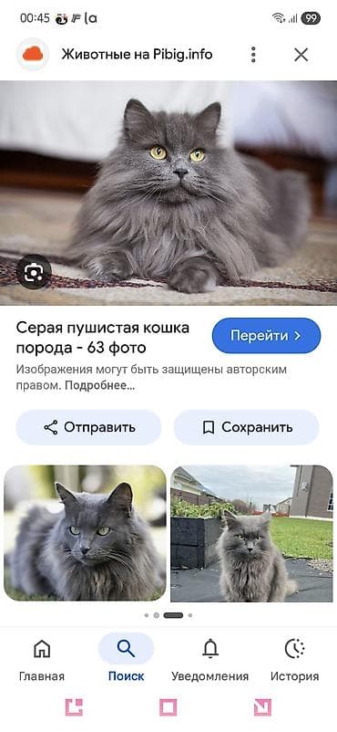 little pets shop: Скотиш Страйт (Шотландская прямоухая), 4 года, Девочка, Серый — 1