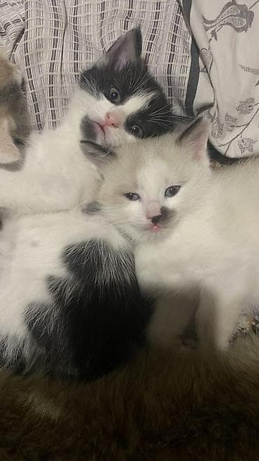 кошка шотланская: Отдам котят в добрые руки 🐾 Ищем заботливых хозяев для трёх — 9