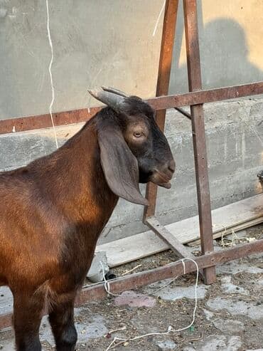 породистые козы: Продаю | Козлёнок | Битал | Для разведения | Осеменитель, Племенные — 3