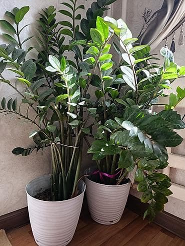 Замиокулькас (долларовое дерево) в декоративных кашпо - Крупные