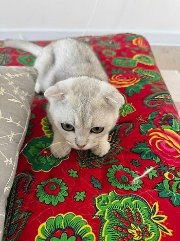 Продажа кошек: Скотиш Фолд (Шотландская вислоухая), 6 месяцев, Мальчик, Белый, Приучена к лотку, Проглистована, С прививками — 3
