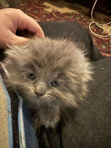 котята донского сфинкса: Скотиш Фолд (Шотландская вислоухая), 1 месяц, Мальчик, Серый, Приучена к лотку — 3