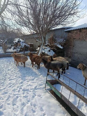 Услуги ветеринара: Продаю | Овца (самка) | Для разведения | Матка — 10