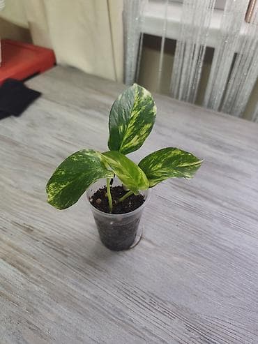 Филодендрондор: Филодендрон Burle Marx-200
Эпипремнум золотистый -150 — 3