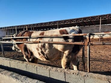 отдам в добрые руки собаку: Продаю | Бык (самец) | Симментальская | Для разведения | Племенные — 10