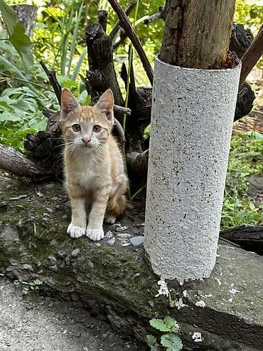 Собаки: Отдам котят в хорошие руки — 2