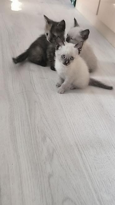 котята ош: Тайская, 1 месяц, Мальчик — 3