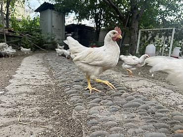 Животные: Продаю | Куры, Петух, Цыплята | Домашняя | Несушки — 1