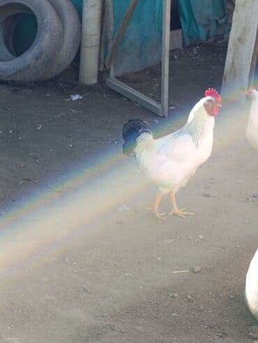 купить корм для перепелов несушек: Продаю | Петух | Для разведения — 4