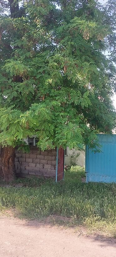 питомник розы: Дом с участком в зелёном саду. Село Туз, Иссык Атинский район — 1