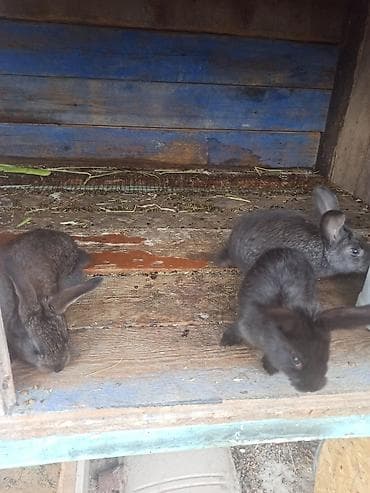 палевой кох: Продаю | Крольчата | Для разведения | Племенные — 2