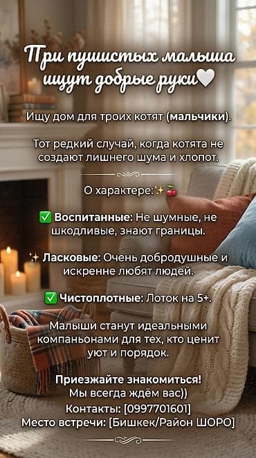 Отдам даром кошку: 2 месяца, Мальчик, Приучена к лотку — 1