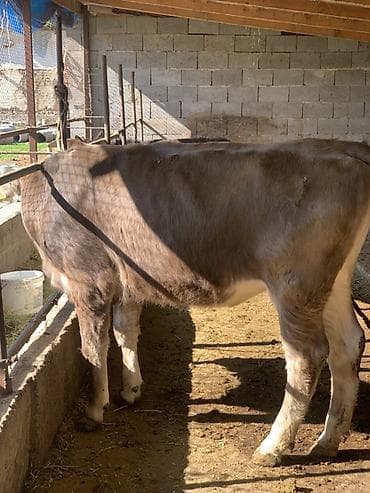 зоомагазин бишкек птицы: Продаю | Корова (самка) | Алатауская | На откорм | Привязанные — 2