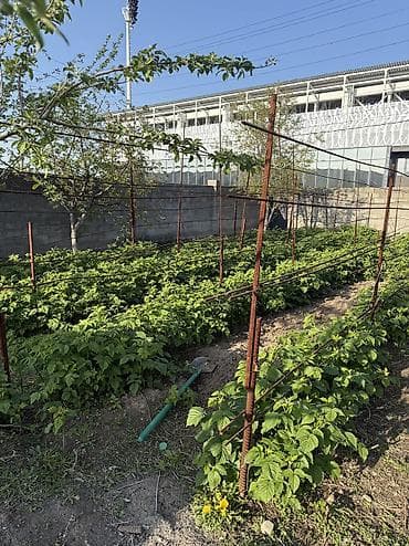 Продаю саженцы малин, сорт « Геракл»
15 сом штука