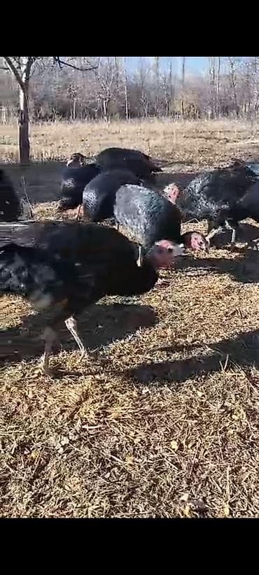 чистокровный тай: Продаю | Индюшка (самка) | Черный принц | Для разведения | Племенные — 3