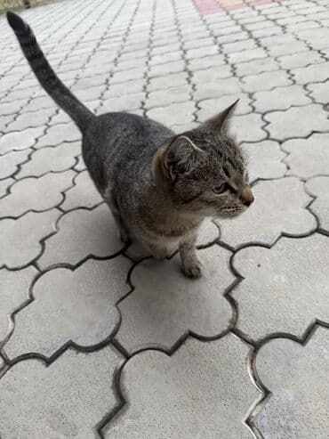 девон рекс бишкек: Эркек — 1