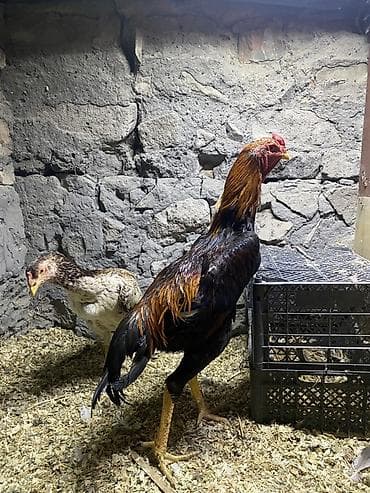Продаю | Петух | Бойцовая | Для разведения