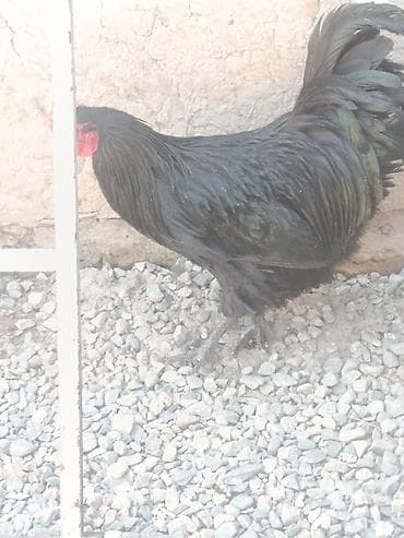 кой ургачы: Сатам | Короздор | Көбөйтүү үчүн — 6