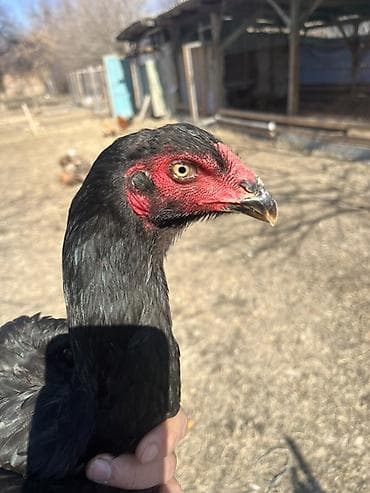 Услуги ветеринара: Продаю | Петух | Бойцовая | Для разведения — 1