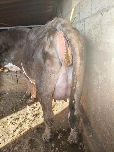 А/ч жаныбарларын сатып алам: Сатам | Уй (ургаачы) | Сүт алуу үчүн | Байланган — 3