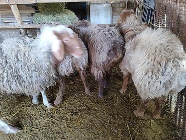 катумские овцы: Продаю | Баран (самец) | На забой | Осеменитель — 4