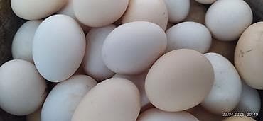 Таза канду Адлерский жумуртка сатылат - Свежие, разного размера