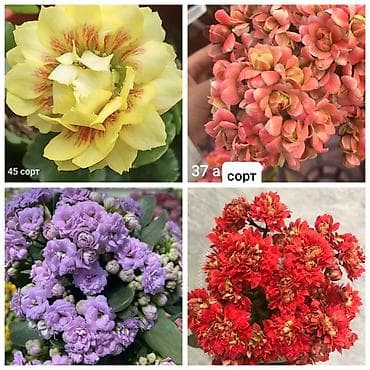 В продаже детки гибридных сортов каланхоэ по 150 с Бишкек ‼️