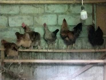 Продам с/х животных: Продаю | Куры | Домашняя | Для разведения — 3
