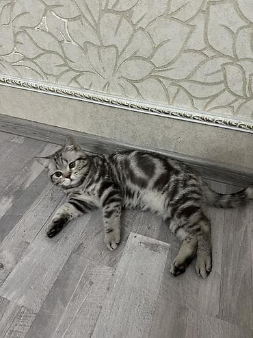 тез арада: Скотиш Страйт (Шотландиялык тик кулактуу), 4 айлык, Эркек — 2