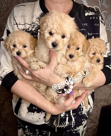 Ит бекер берем: Той пудели . С документами! Идеальная порода которая не линяет и не — 2