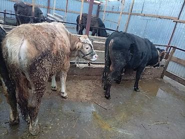 цепи для коров: Продаю | Бык (самец) | На откорм | Привязанные — 3