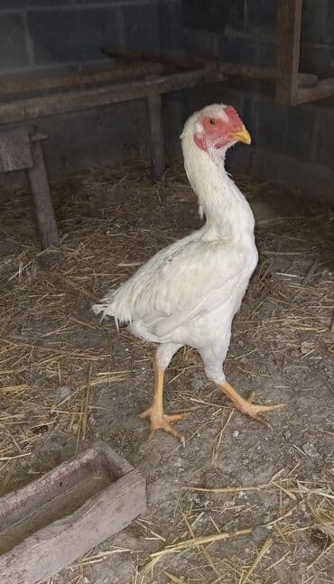 дойный апарат для коров: Продаю | Куры | Дакан | Для разведения — 1