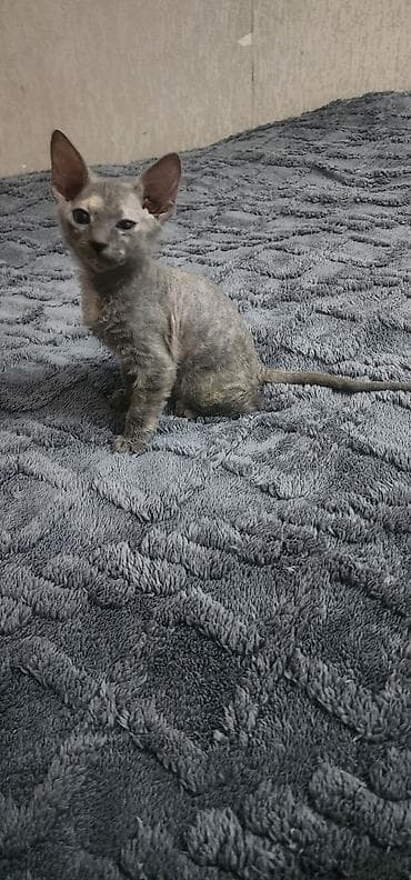 сфинкс кот цена: 🐾 Котята донского сфинкса ищут самые любящие семьи! Две очаровательные — 7