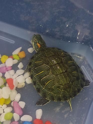 Красноухие черепахи (бразильские) акватеррариумом, и без в наличии 20