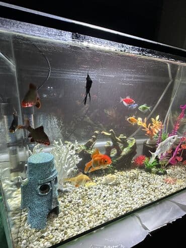 рыба для аквариума: Продаю красивый аквариум с рыбками, всего лишь за 8000 тыс. Пишите на — 4