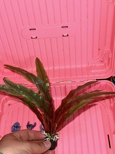 аквариум без рыб: Набор декоративных растений для аквариума (искусственные) - — 4