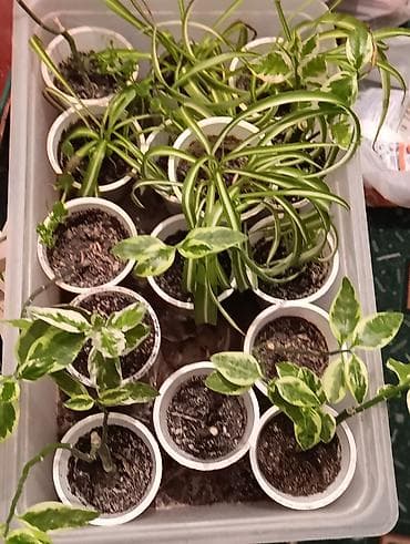 Продаются хлорофитум и педилантус цена за штуку 100с Идеально: - для