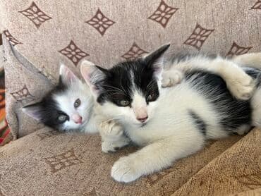 новорожденные котята: Отдаю в добрые руки котят оба мальчика черно белые один пушистый — 2