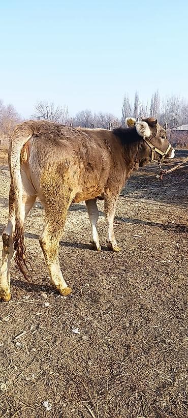 в хорошие руки собаку: Продаю | Тёлка | Полукровка | Для разведения | Нетель — 1