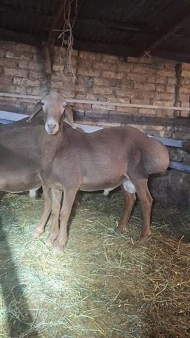 canada goose: Продаю | Овца (самка) | Для разведения | Матка — 3