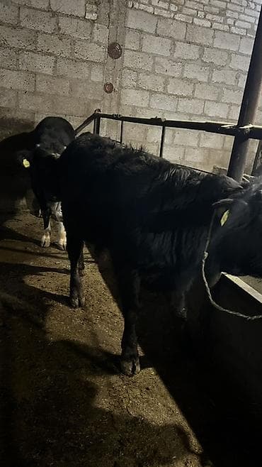 корм для поросят: Продаю | Бык (самец) | На откорм | Привязанные — 4