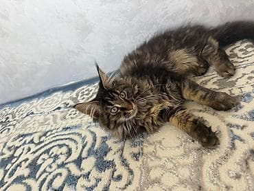 отдам котенка даром: Мейн-кун, 4 месяца, Мальчик, Приучена к лотку — 5