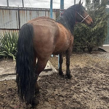 Аквариумдар: Сатам | Бээ (ургаачы) | Кара Жорго | Союуга, Көбөйтүү үчүн | Асыл тукумдуу — 3