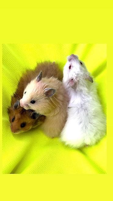 Чычкандар: Продаются хомячки джунгарские, сирийские, ангорские пушистые хомячки — 9