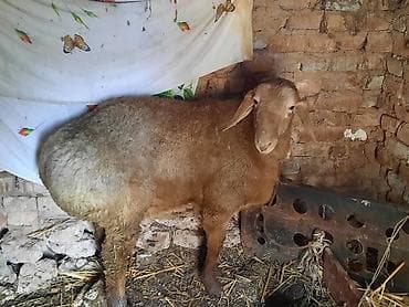 Продаю | Овца (самка) | Для разведения | Ярка at lalafo.kg Продаю | Овца (самка) | Для разведения | Ярка