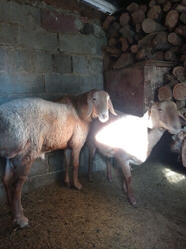 сельскохозяйственные животные продажа: Продаю | Баран (самец) | Арашан | Для разведения — 2